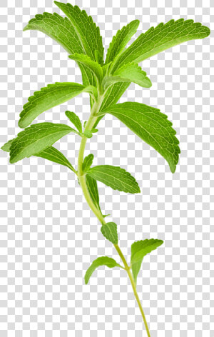 Stevia Plant Png  Transparent Png