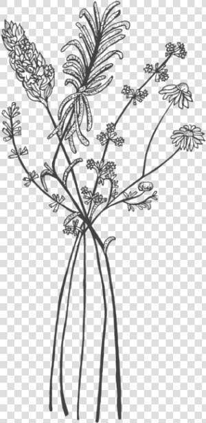 Black And White Herb Drawings  HD Png Download