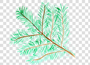 Pine Branch Watercolor Isolated Handpainted Comic   Pine Watercolor Png  Transparent Png