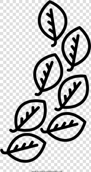 Laurel Leaves Coloring Page   Hojas De Laurel Para Colorear  HD Png Download