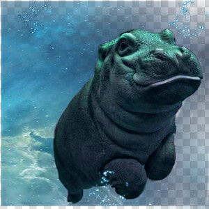 freetoedit  hippopotamus  hippo  happy  underwater  HD Png Download