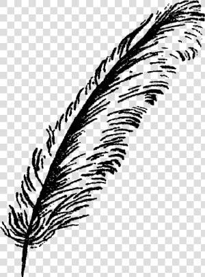 Feather Illustration Image   Bird Feathers Black And White  HD Png Download
