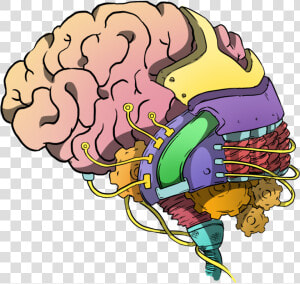 Transparent Human Brain Png   Brain Intelligence Clipart  Png Download