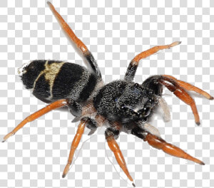 Spider Png Image Download   Biting Flying Ants  Transparent Png
