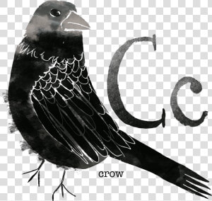 Crow   Rose Breasted Grosbeak  HD Png Download