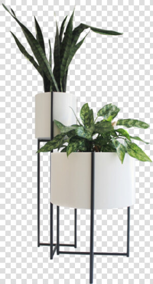 Indoor Potted Plant Png  Transparent Png