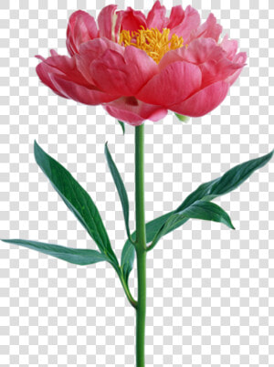 Transparent Pink Peony Png   Flower Peony Png  Png Download