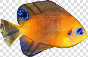 Snapper  HD Png Download