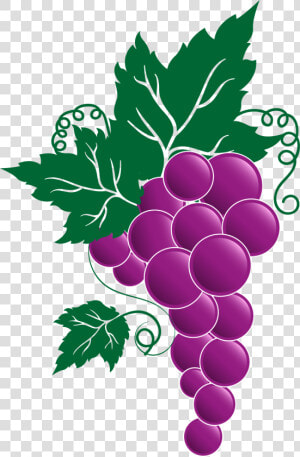 Grape Png Transparent Free Images   Grapes On The Vine Clipart  Png Download