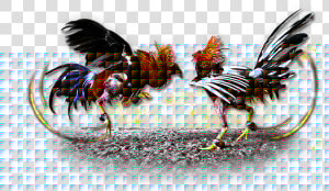 Fighting Cocks Png 3 » Png Image   Cockfighting Png  Transparent Png
