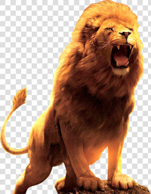 Lion Roar Wallpaper Hd  HD Png Download