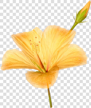 Flower Photograph Png  Transparent Png