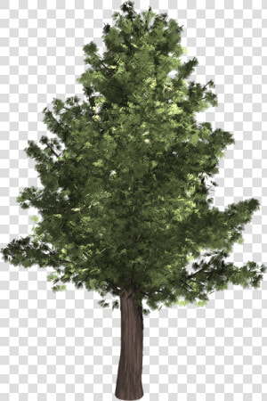 Tree  Evergreen  Isolated  Pine  Spruce  Redwood   Realistic Tree Clip Art  HD Png Download