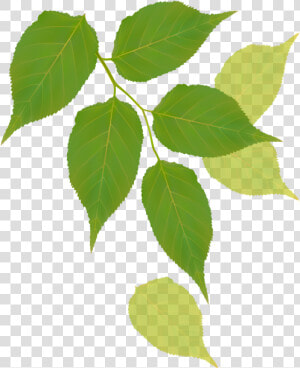Canoe Birch  HD Png Download