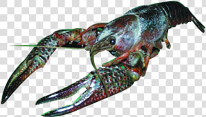Crayfish  HD Png Download