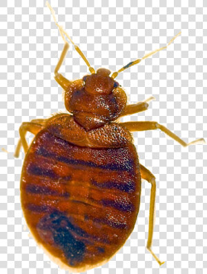 Bed Bug Pest Removal Las Vegas Nv   Bed Bug And Dust Mite  HD Png Download