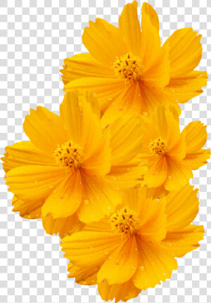 Cosmos Sulphureus Cosmos Bipinnatus Yellow Flower Euclidean   Yellow Flower Transparent Background  HD Png Download
