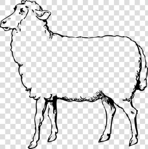 Collection Of Free Alpaca Drawing Lamb Download On   Sheep Images Black And White  HD Png Download