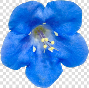 Blue Flower Png By Bunny With Camera On Deviantart   Real Blue Flower Png  Transparent Png