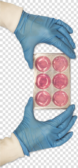 Hand And Dishes   Medical Glove  HD Png Download