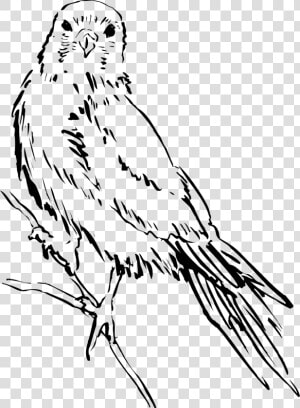 Bird Wings Png   Bird Sketch Png  Transparent Png