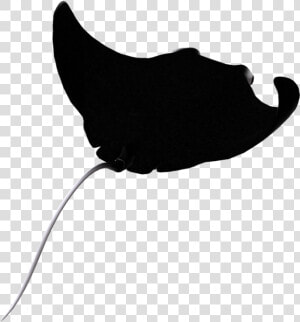Hd Stingray Clipart Eagle   Cownose Ray Silhouette  HD Png Download