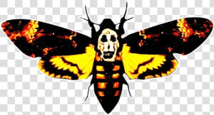 Transparent Moth Silence The Lamb   Silence Of The Lambs Png  Png Download