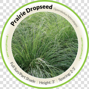 Praire Dropseed   Hierochloe  HD Png Download
