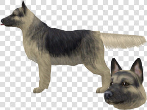 Download Zip Archive   Old German Shepherd Dog  HD Png Download
