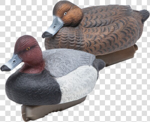 Floating Redheads Duck Hunting Decoys From Final Approach   Redhead  HD Png Download