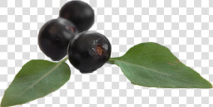 Huckleberry  HD Png Download