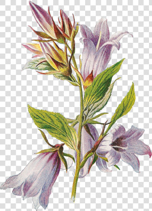 Transparent Free Wildflower Clipart   Botanical Png  Png Download
