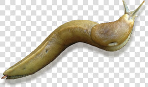Banana Slug Transparent Background  HD Png Download