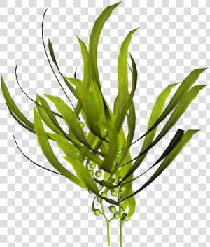 Macrocystis Pyrifera Kelp Seaweed Mineral   Kelp Extract  HD Png Download