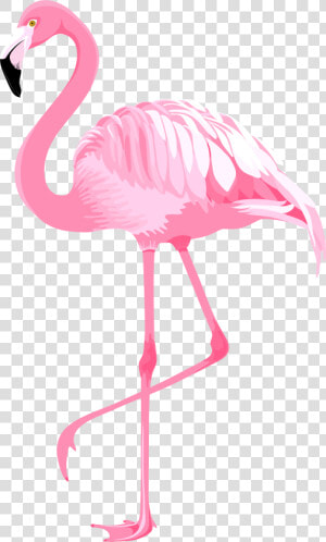 Flamingo Clip Art Pink   Clip Art Flamingo Png  Transparent Png