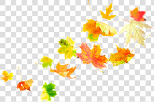 Transparent Fall Leaves Border Png   Transparent Leaves In The Wind Png  Png Download
