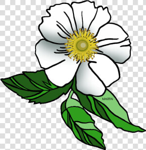 United States Clip Art By Phillip Martin  Georgia State   Cherokee Rose Clip Art  HD Png Download