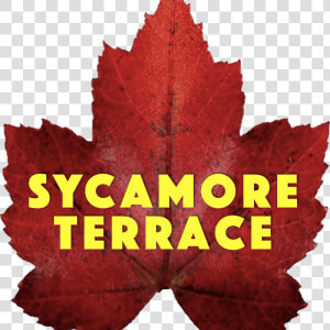 Sycamore Terrace   Theatre Royal  HD Png Download