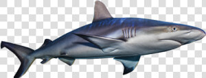 Transparent Invisible Clipart   Basking Shark Transparent Bg Gif  HD Png Download