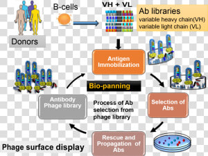 Overview Of Antibody Library Production And Selections   Phage Display Antibody Library  HD Png Download