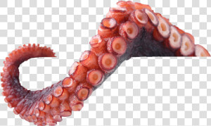 Octopus Tentacles Png  Transparent Png