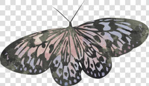  butterfly  scrapelement   Riodinidae  HD Png Download