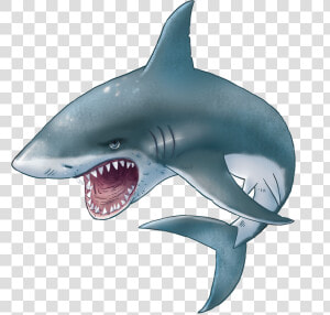 Download For Free Sharks Png Image   Transparent Background Great White Shark Clipart  Png Download