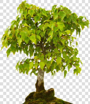 Ficus   Types Of Tree Word Search  HD Png Download