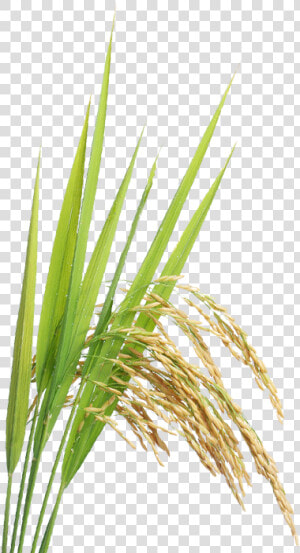 Rice Plant Png   Transparent Paddy Crop Png  Png Download
