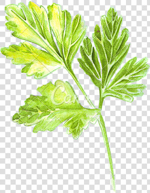 Transparent Parsley Png   Parsley Drawing Transparent  Png Download