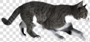 Cat Png   Cat Walking Transparent Background  Png Download