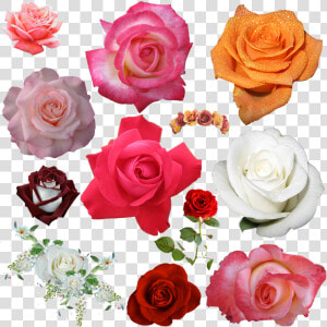 Floribunda  HD Png Download