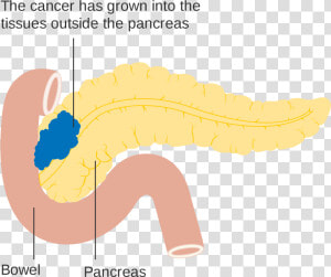 Pancreas Diagram Png   Png Download   Illustration  Transparent Png