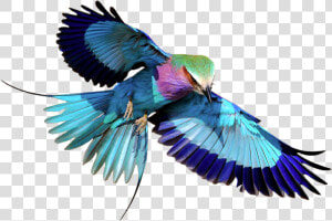 Lilac breasted Roller Transparent Png Image   Flying Lilac Breasted Roller  Png Download